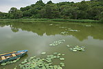 大青沟原始森林