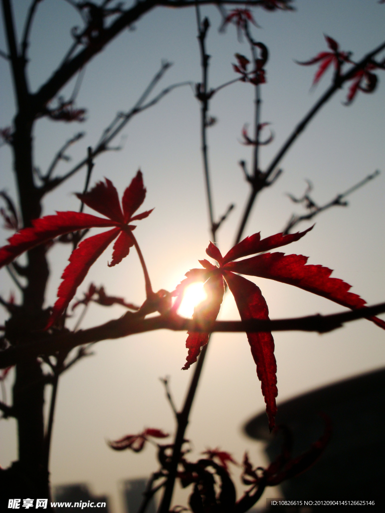 落日夕阳 枫叶