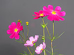 九月格桑花