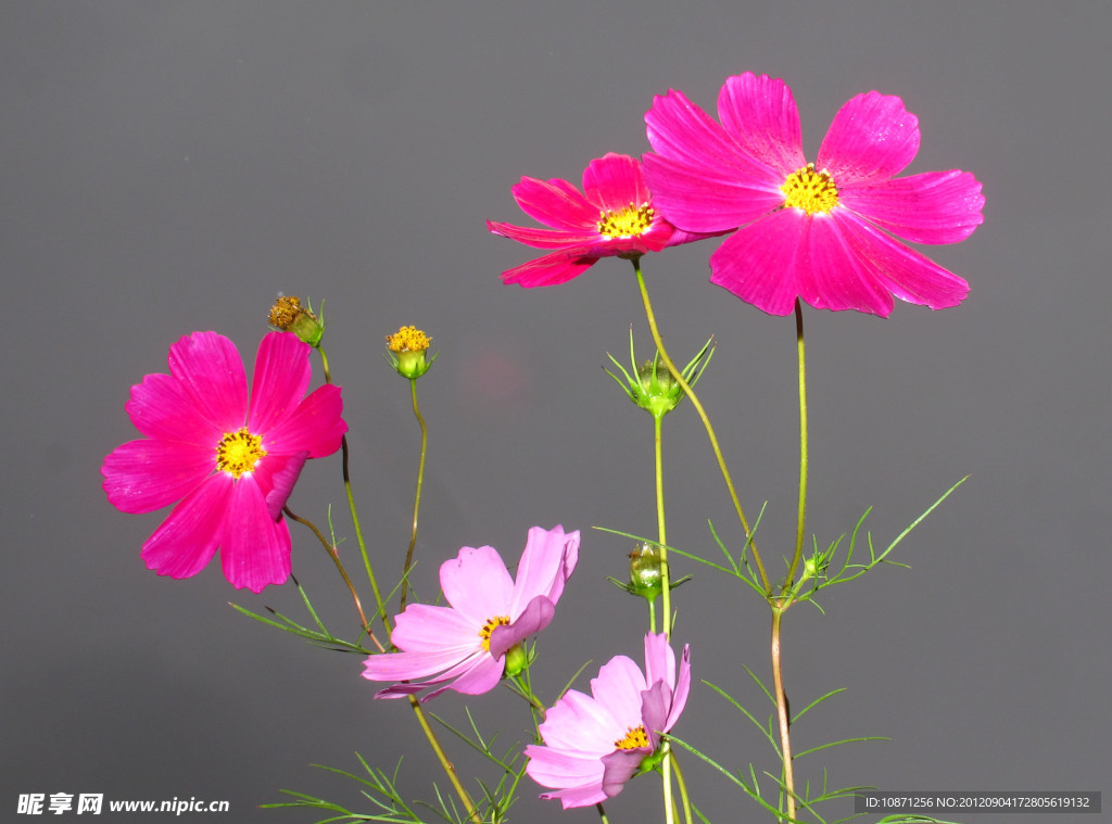 九月格桑花
