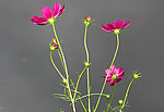 九月格桑花