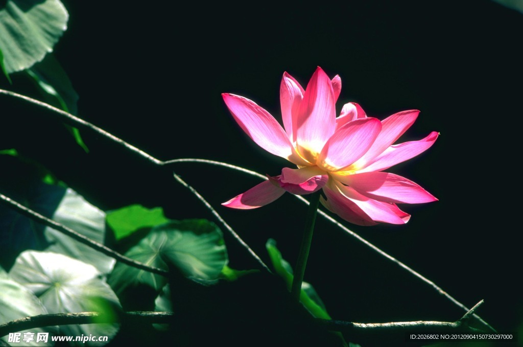 荷花
