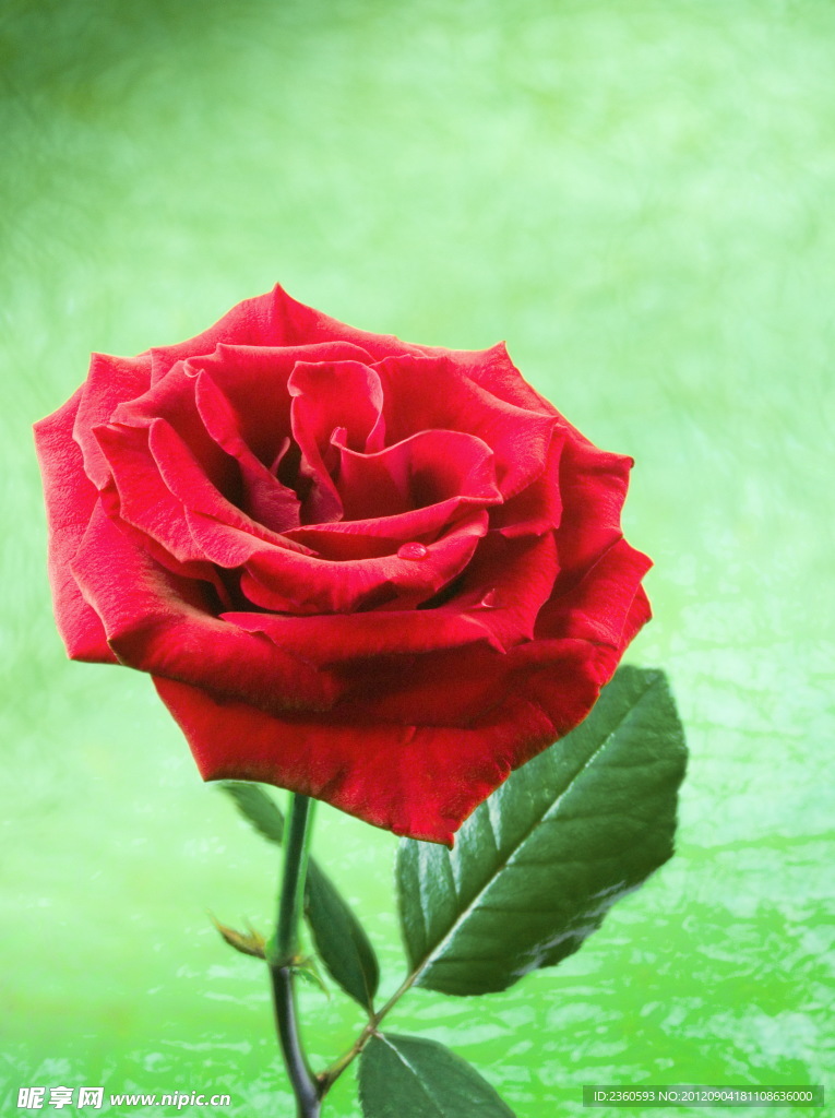 玫瑰花