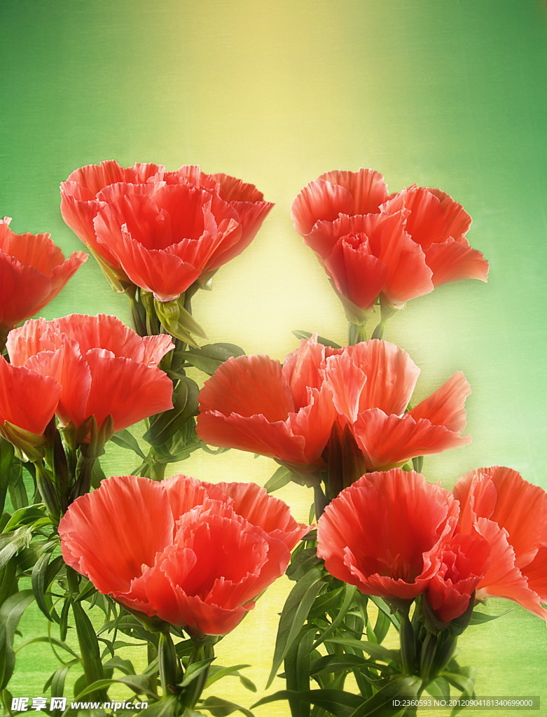 喇叭花