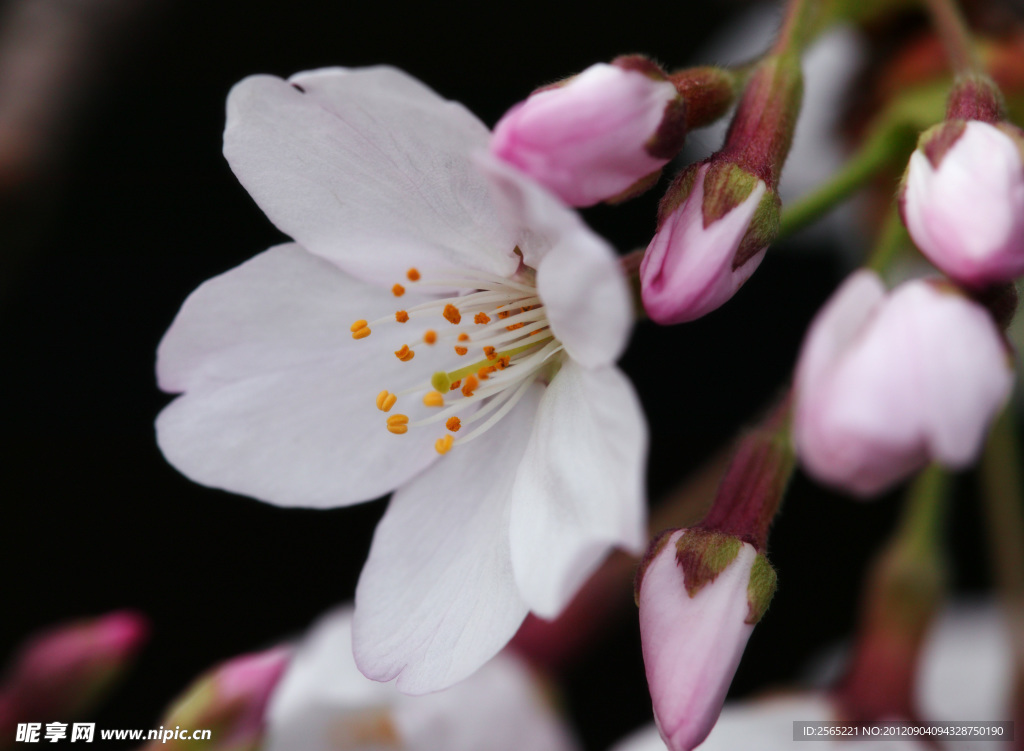 樱花