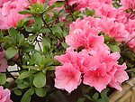 杜鹃花