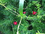 五角星花