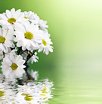 水中菊花