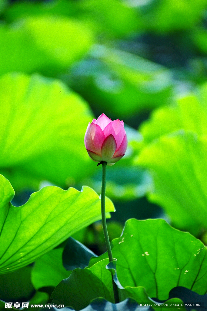 含苞欲放 荷花朵