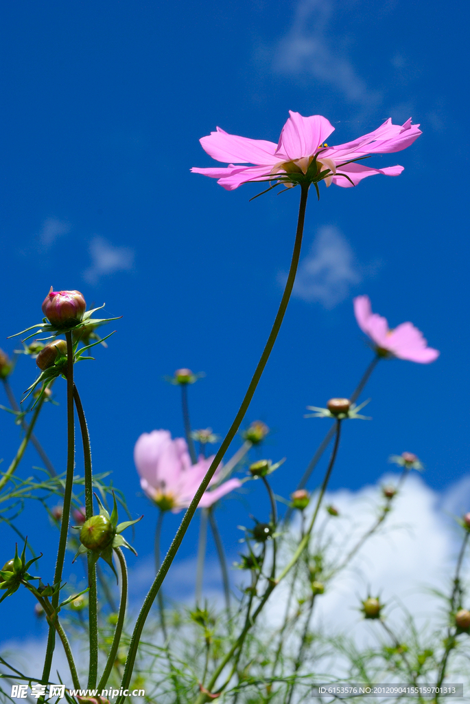 格桑花