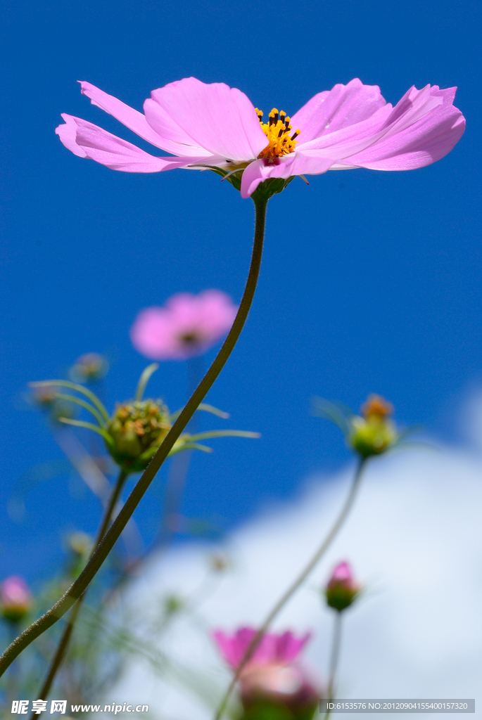 格桑花