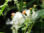 花草