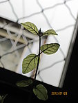 茉莉