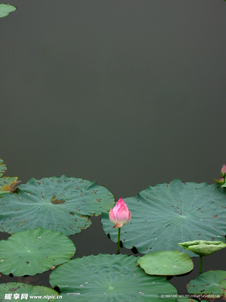 荷花包