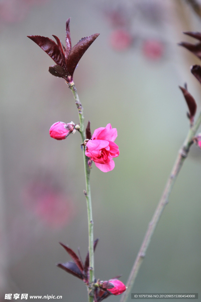 花语