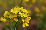 油菜花