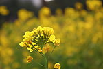 油菜花