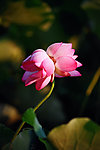 并蒂莲