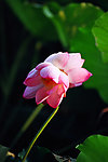 并蒂莲