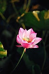 莲花