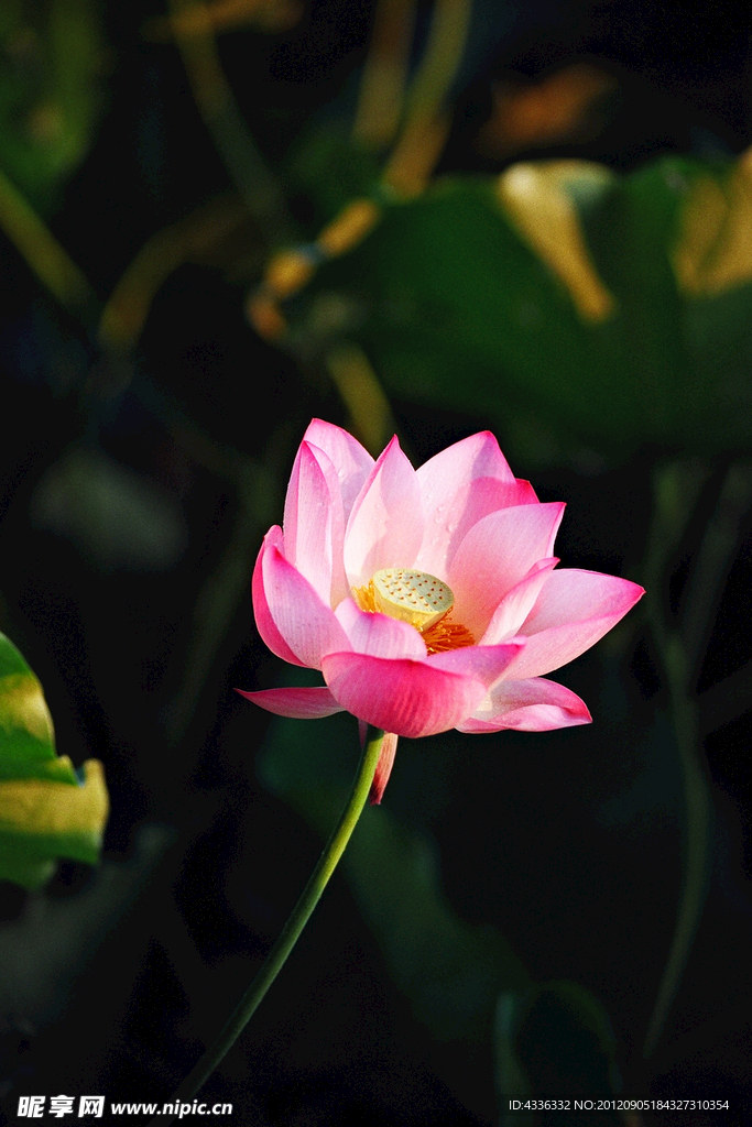 莲花