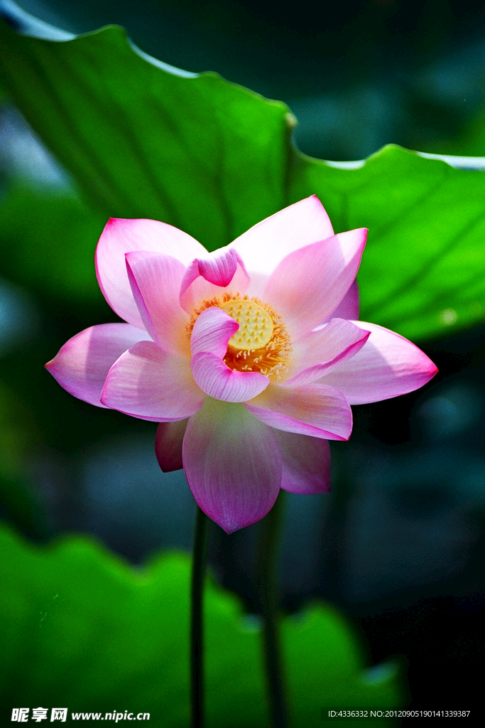 荷花
