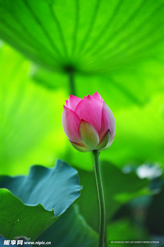 荷花