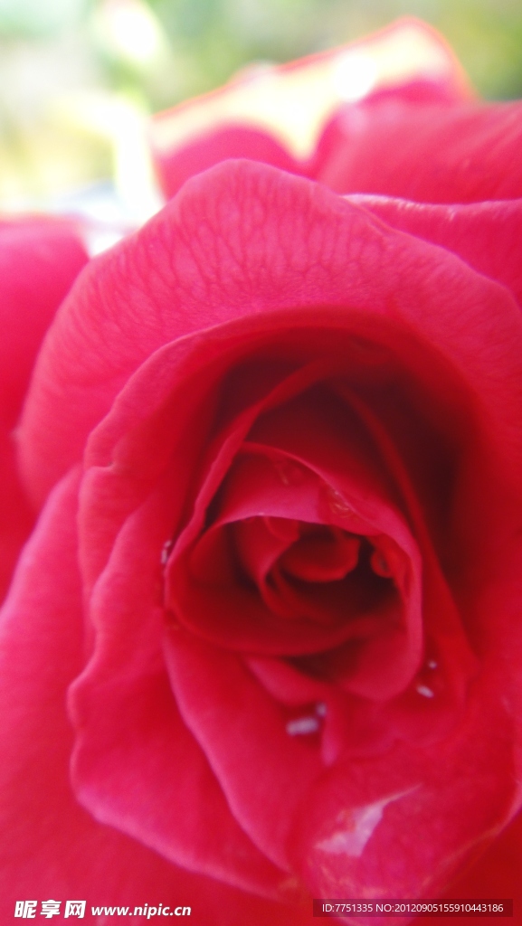 花心