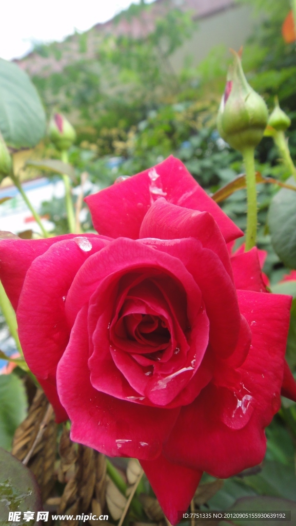 月季花