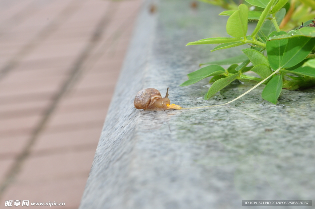 蜗牛