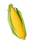 高清玉米图片素材