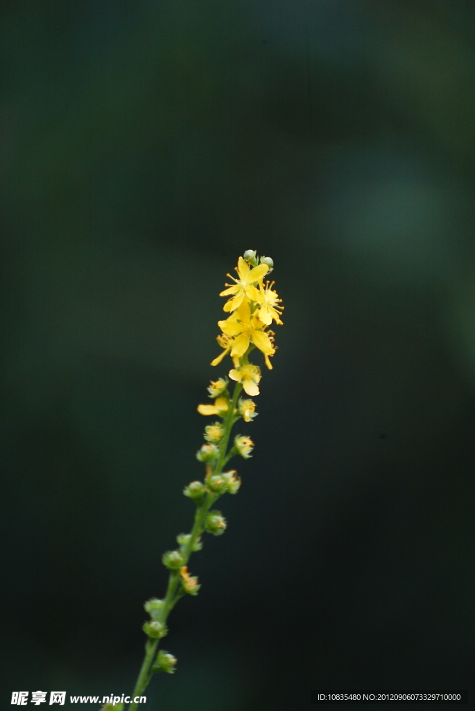 小黄花