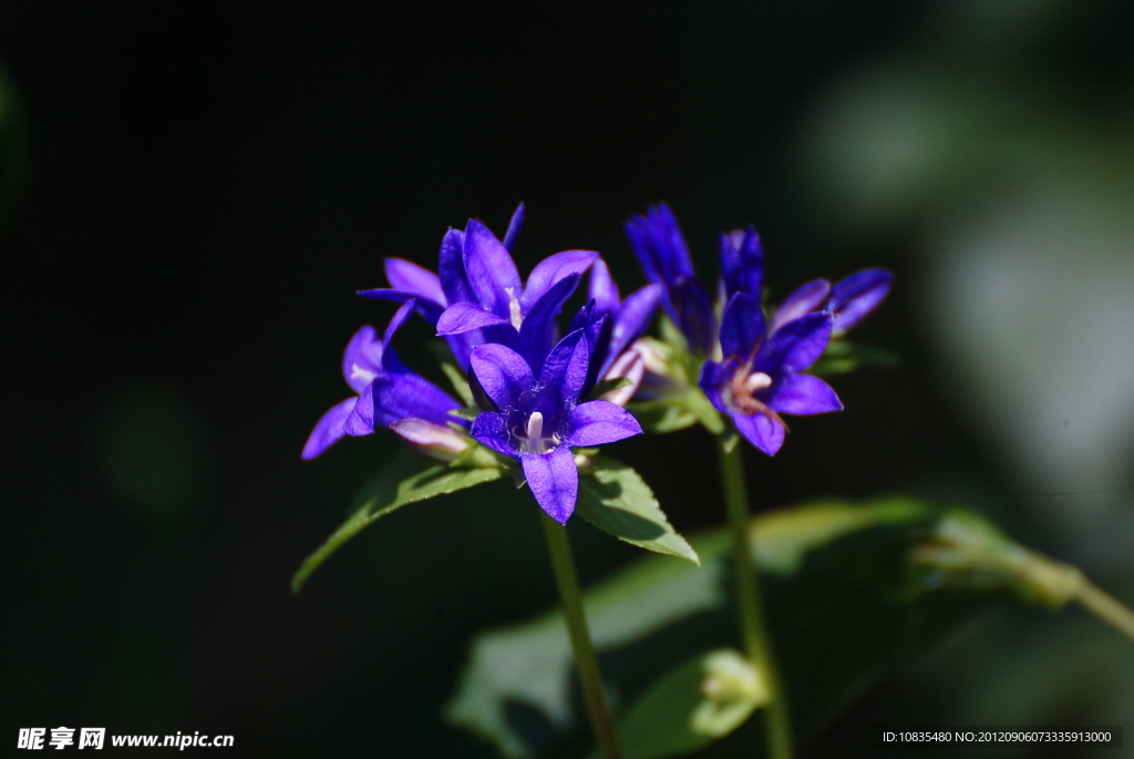 小紫花