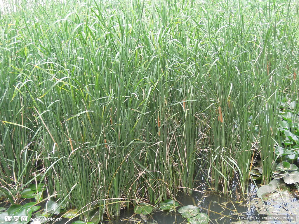 水生植物香蒲