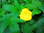 丝瓜花