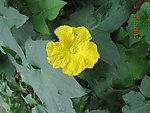 丝瓜花