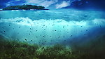 海洋
