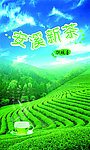 铁观音 茶 田野 树林