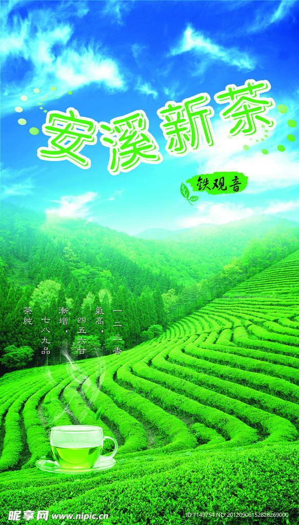 铁观音 茶 田野 树林