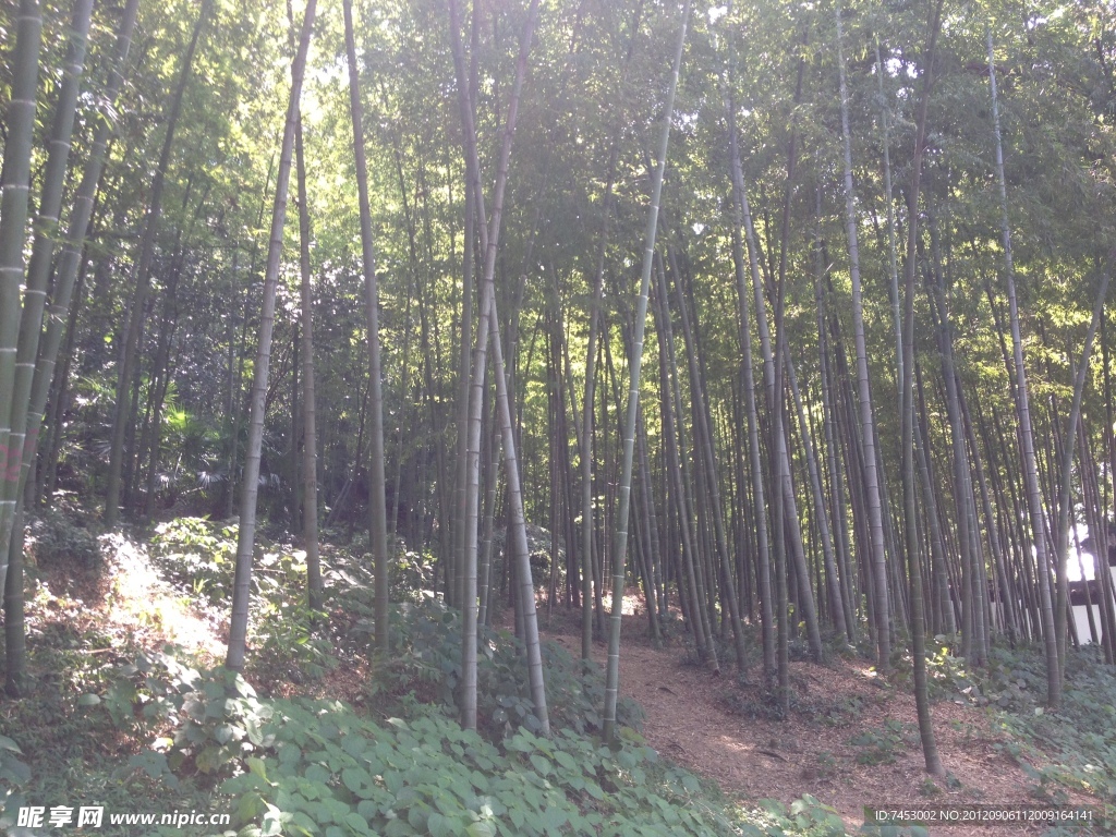 竹林风光