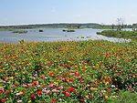 花海