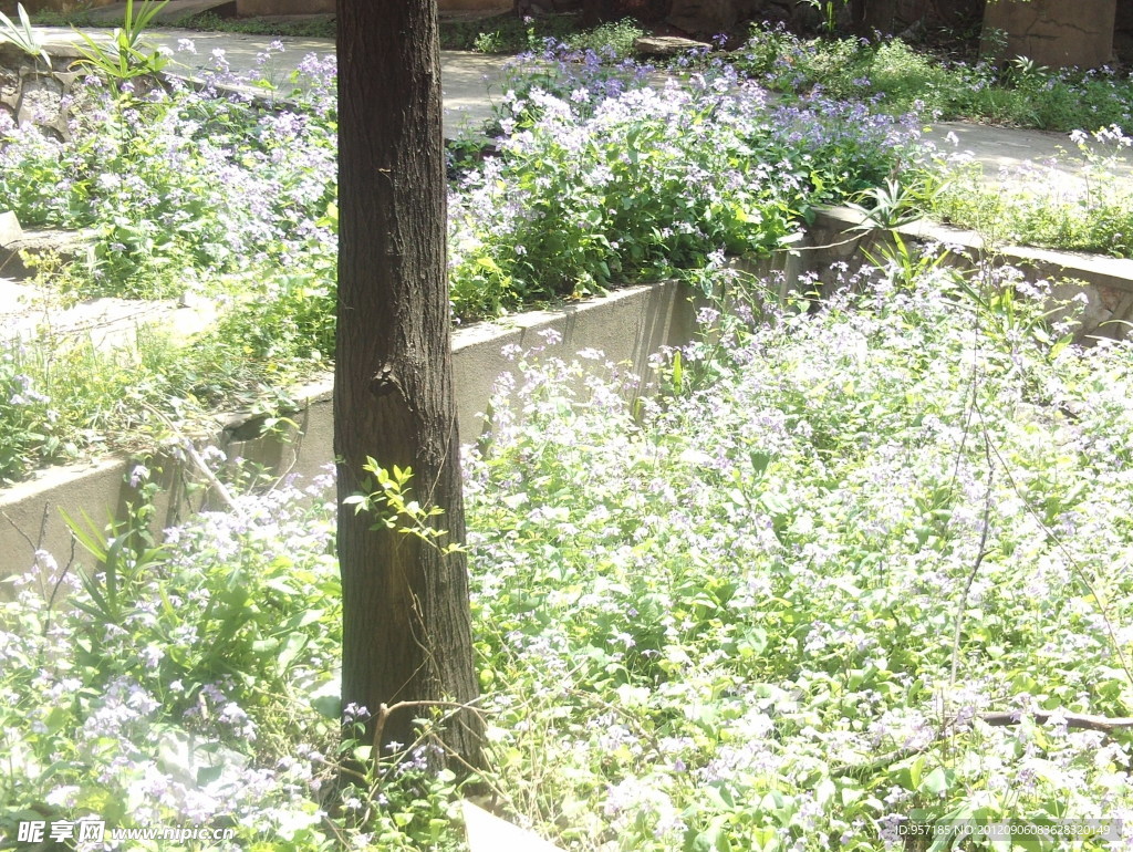 南京师范大学校园美景(非高清)