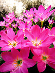 紫红色 水仙花