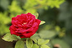 月季花