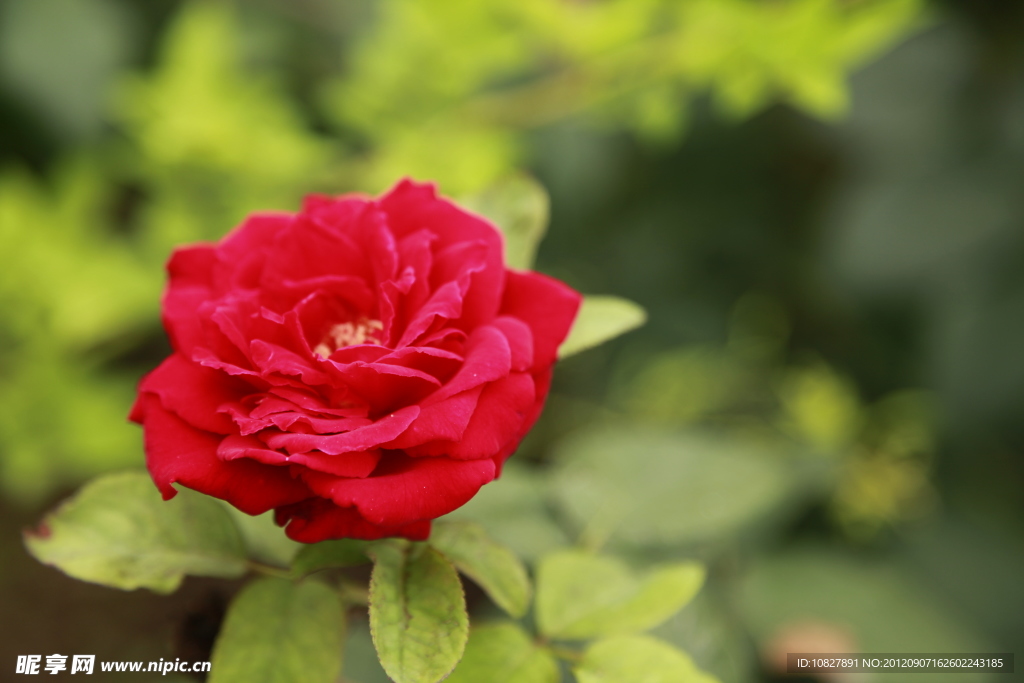 月季花