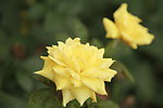 月季花