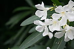 夹竹桃花