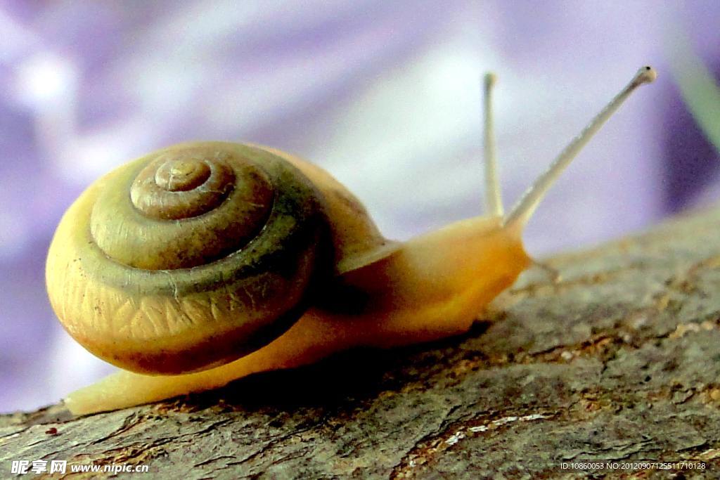 蜗牛