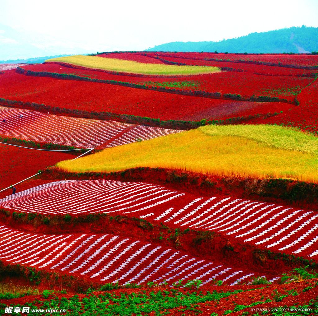 东川红土地