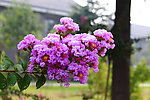 紫花